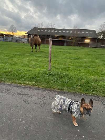 Hundekleidung - Top oder Flop-Beitrag-Bild