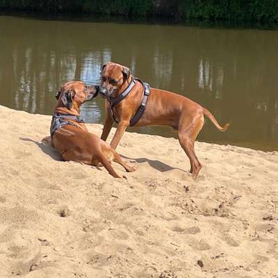 Hundetreffen-Spaziergänge Toben etc-Bild