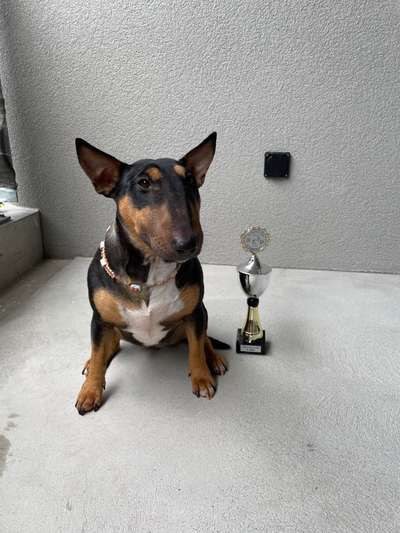 Miniatur Bull Terrier-Beitrag-Bild