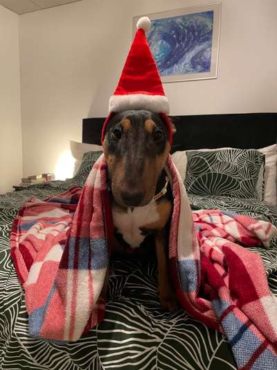 Miniatur Bull Terrier-Beitrag-Bild