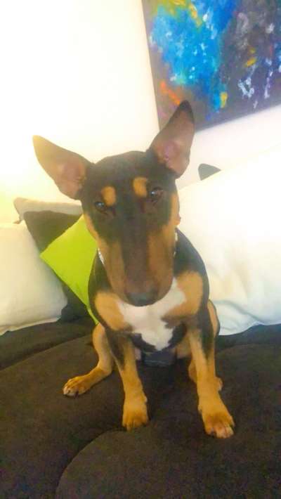 Miniatur Bull Terrier-Beitrag-Bild