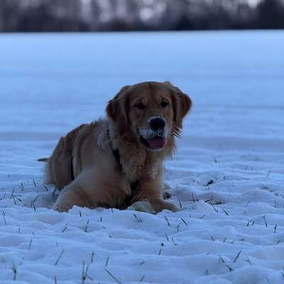 Hundetreffen-Hundetreffen ☺️-Bild