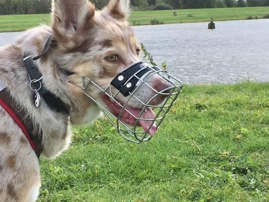 Der Richtige Maulkorb-Beitrag-Bild