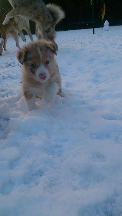 Das erste Bild eures Hundes-Beitrag-Bild