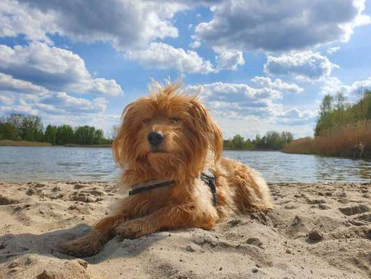 Die Dogorama Wochen Challenge: “Dein Hund im Urlaub”-Beitrag-Bild