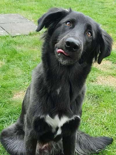 Zeige das lustigste Bild eures Hundis-Beitrag-Bild