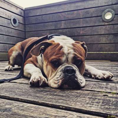 Die Dogorama Kalender Challenge Titelbild-Beitrag-Bild