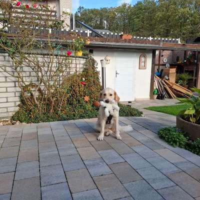 Hundetreffen-Gassi gehen bzw spielen-Bild