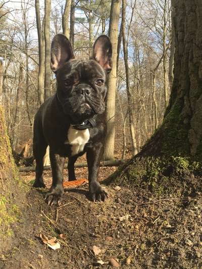 Zeigt her eure Frenchi-Beitrag-Bild