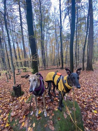 Windhunde - Treffen der besonderen Schönheiten
HERZLICH WILLKOMMEN-Beitrag-Bild