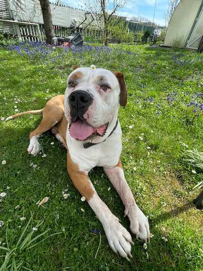Hundetreffen-einen spielfreundin gesucht-Bild