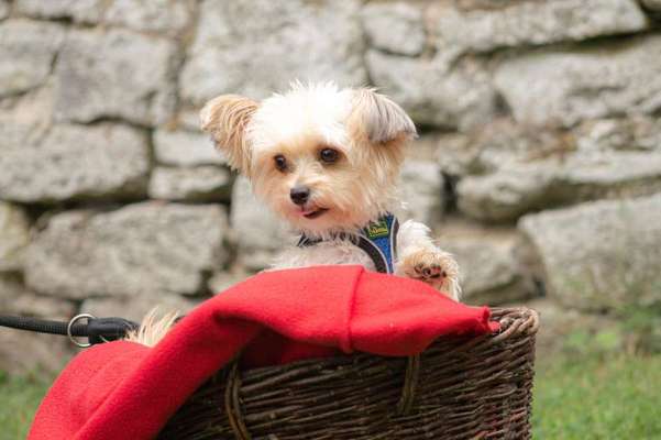 Yorkshire Terrier-Beitrag-Bild
