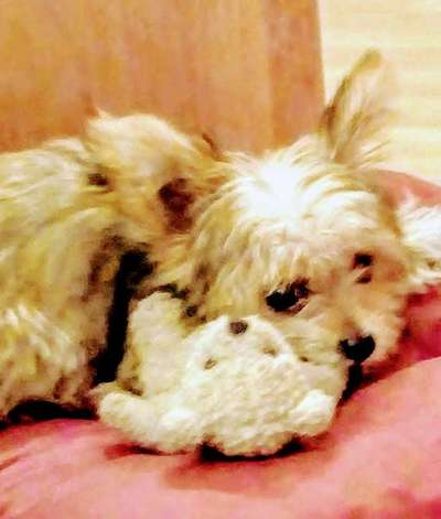 Yorkshire Terrier-Beitrag-Bild