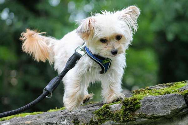 Hund mit Nierenproblem-Beitrag-Bild