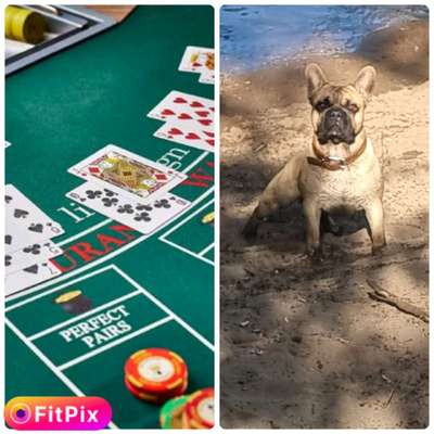 Wie heißt dein Hund?-Beitrag-Bild