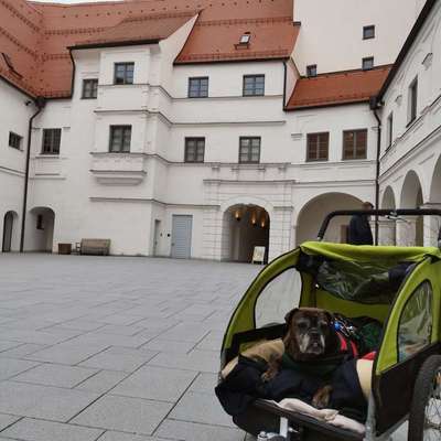 Suche Hunde-Rucksack🎒🐶 Leihgabe zum Testen-Beitrag-Bild