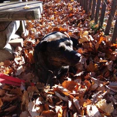 Hundetreffen-Peppa sucht Freunde zum Gassi gehen und Spielen-Bild