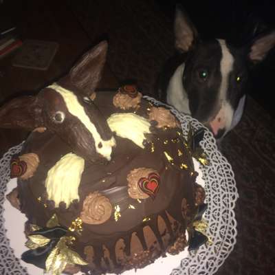 31. Handy - Fotochallenge
Vierbeiner mit am Tisch-Beitrag-Bild