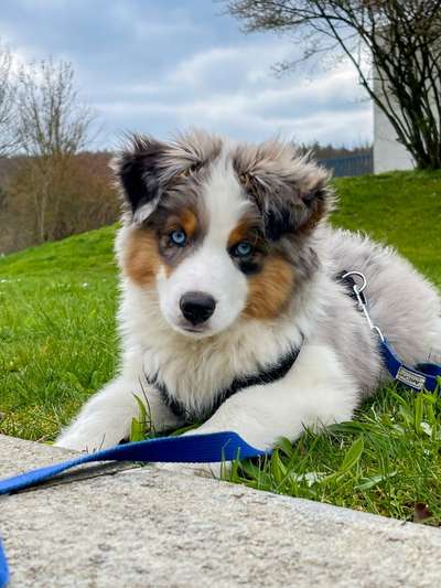 Als Welpen sind sie alle noch süßer-Beitrag-Bild