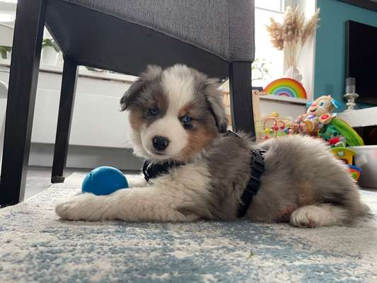 Als Welpen sind sie alle noch süßer-Beitrag-Bild