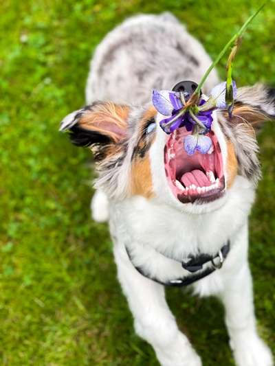 Die Dogorama Monats Challenge "Es grünt und blüht"-Beitrag-Bild