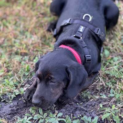 Hundetreffen-Spielfreunde gesucht für Nala-Bild