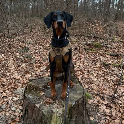 Hundetreffen-Spielfreund für meine 8 Monate alte Dobermann Hündin-Bild