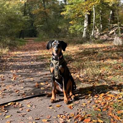 Hundetreffen-Spielfreund für meine 5 Monate alte Dobermann Hündin-Bild