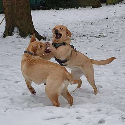 Hundetreffen-Soziales Spiel unter Aufsicht-Bild