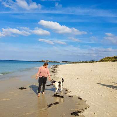 Hundetreffen-Spielgefährte gesucht
