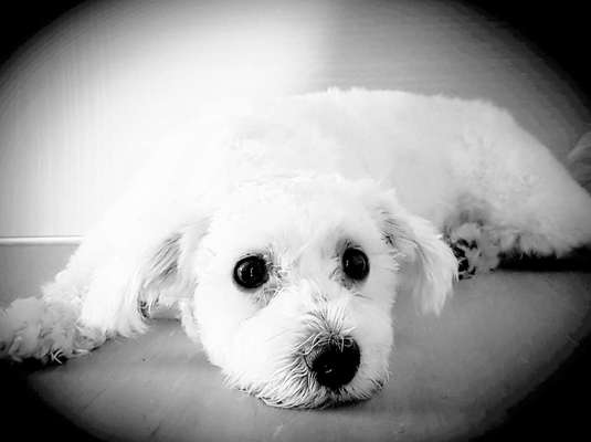 Mischlingshunde Foto Aufruf-Beitrag-Bild