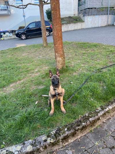 Hundetreffen-An die Malinois Fans😀-Bild