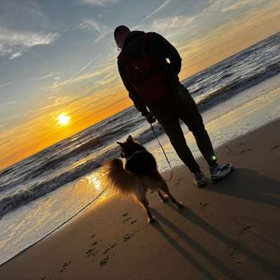 aktuelles Foto Gruppe Reisen mit Hund