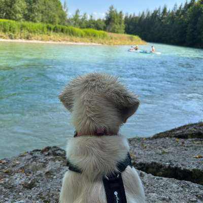 Hundetreffen-Spiel-& Gassirunde für unsere 6 Monate alte Hündin-Bild