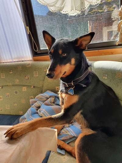 CHALLENGE NR. 19 - Der Hundeblick-Beitrag-Bild