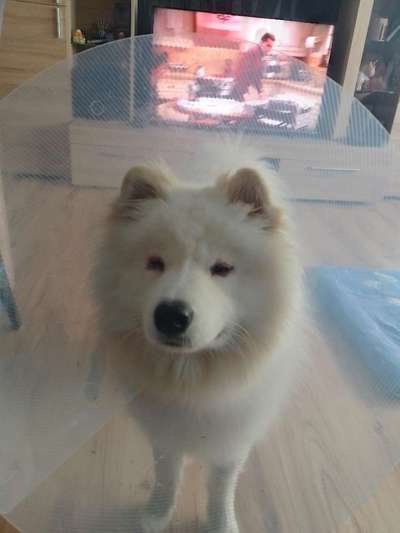 Samojede-Beitrag-Bild