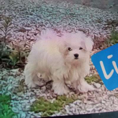 Hundetreffen-Ichenhausen kleine Rassen-Bild