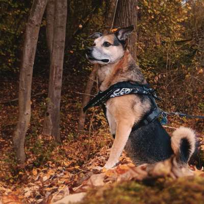 Mischlinge raten - Rätselspaß-Beitrag-Bild