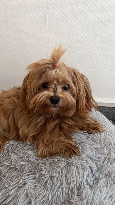 Havaneser-Beitrag-Bild