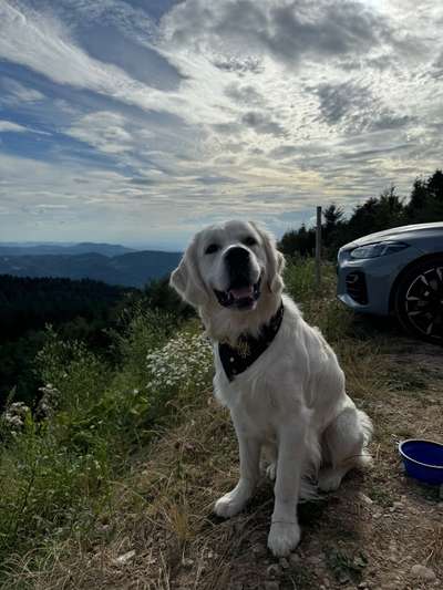 Hundetreffen-Buddy sucht Spielkameraden-Bild