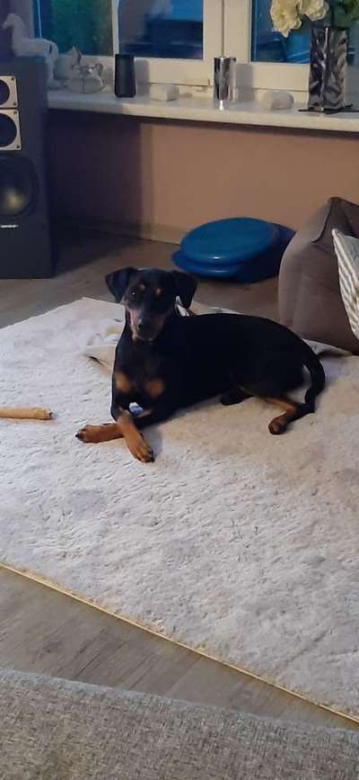 Vom Welpen zum Hund-Beitrag-Bild