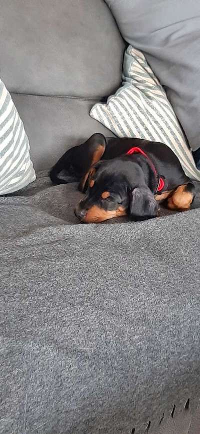 Vom Welpen zum Hund-Beitrag-Bild