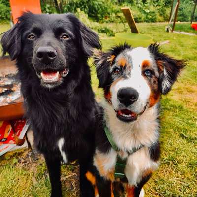 Hundetreffen-Spaziergänge und Play-Dates-Bild