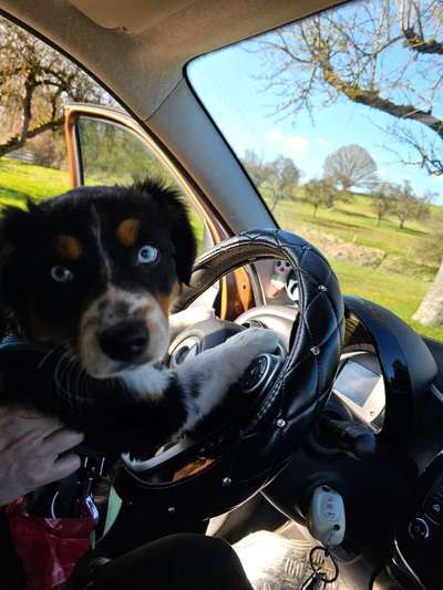 Hundetreffen-Gassi Runde mit Bella-Bild