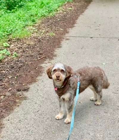 Gespräche zwischen Hund und Halter-Beitrag-Bild