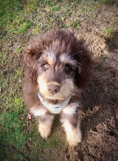 Lieblingsbild von euren Hunden?-Beitrag-Bild