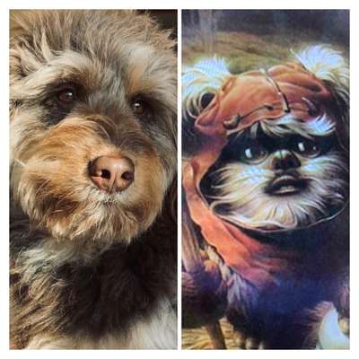 Dogorama Photo Challenge - TV Hund-Beitrag-Bild