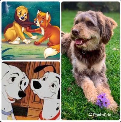 10. Collage-Challenge 
Hunde die Dich begleitet haben bzw. tun-Beitrag-Bild