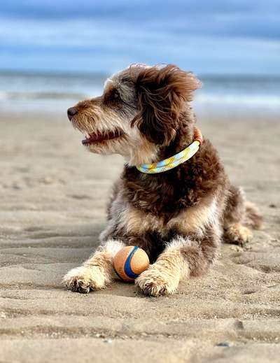 Welches Halsband trägt dein Hund und warum dieses?-Beitrag-Bild