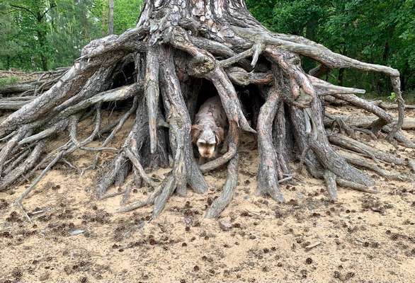Dogorama Photo Challenge - Tarnung ist alles-Beitrag-Bild